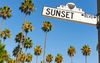 beverly-hills-los-angeles-palm-trees-SOCALPALMS1017.jpg