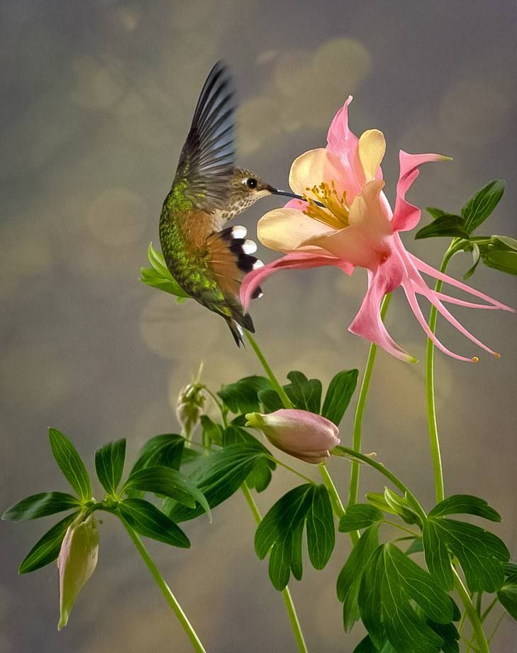 Hummingbird Contemplative Monk Fcbk.jpg