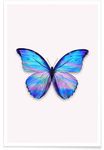 2 butterflies.jpg