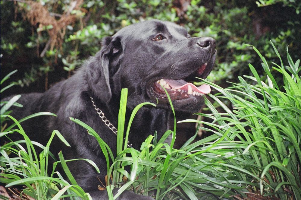 03 - buddy Jungle dog - 1.jpg