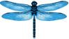 blue dragonfly.jpg