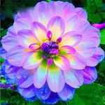 Purple flowers.jpg
