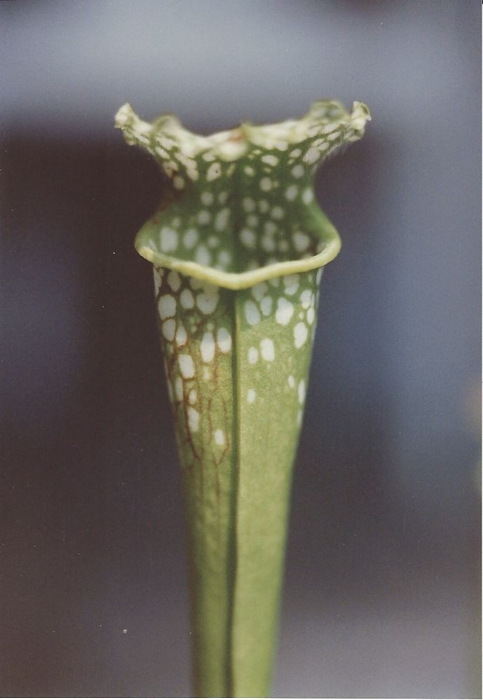 Pitcher Plant Sarracenia flava.jpg