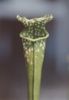 Pitcher Plant Sarracenia flava.jpg