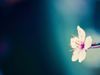 spring-flower-background.jpg