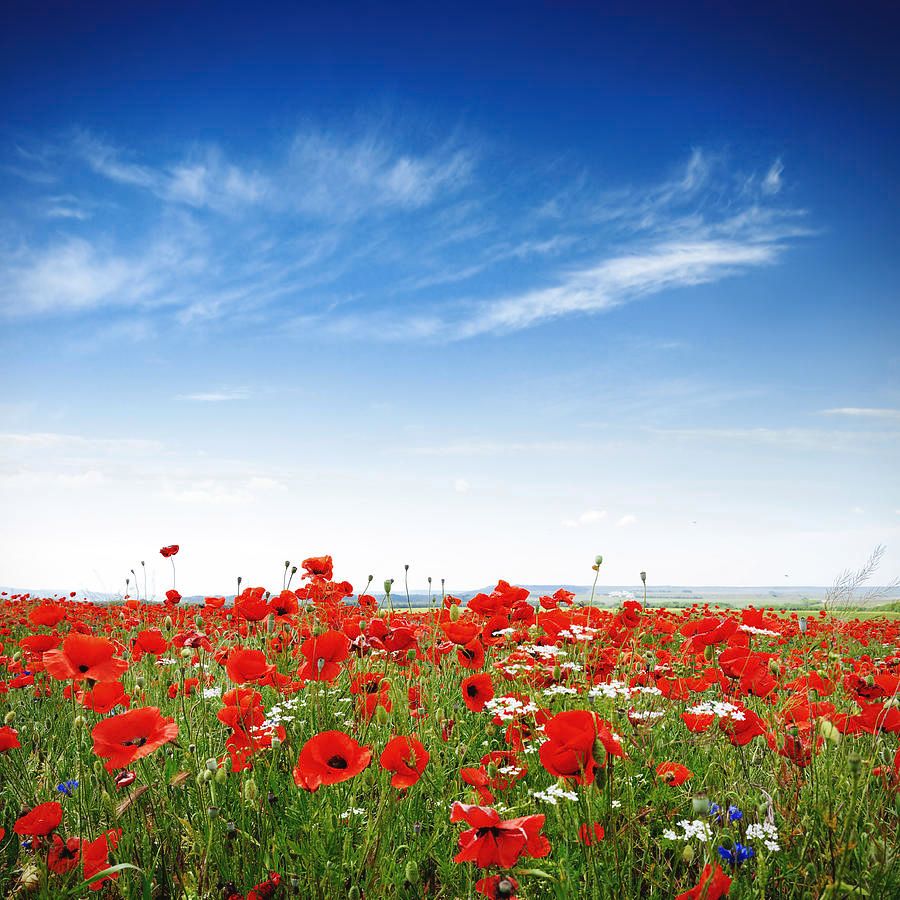 poppies-on-a-bright-sunny-day-alxpin.jpg
