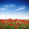 poppies-on-a-bright-sunny-day-alxpin.jpg