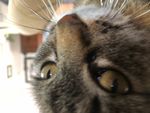 Profile (CatNipster)
