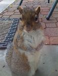 Profile (Rocket J Squirrel)