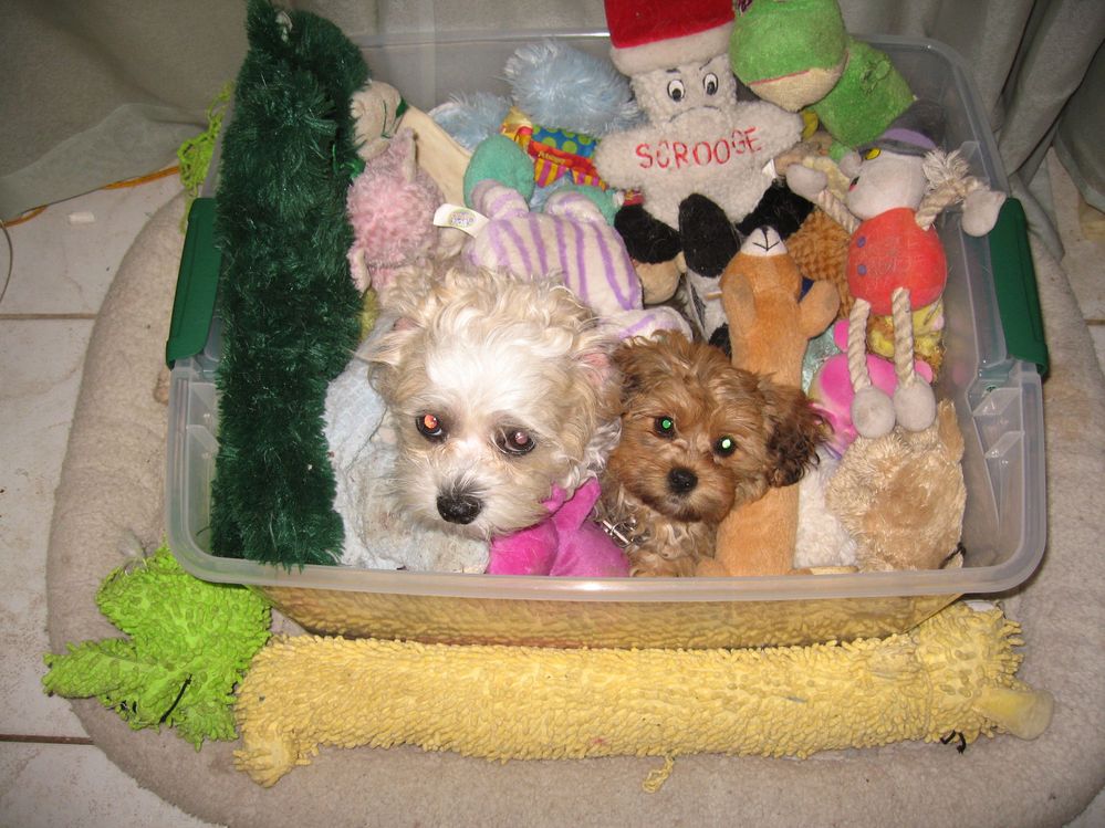 puppies in a basket.JPG