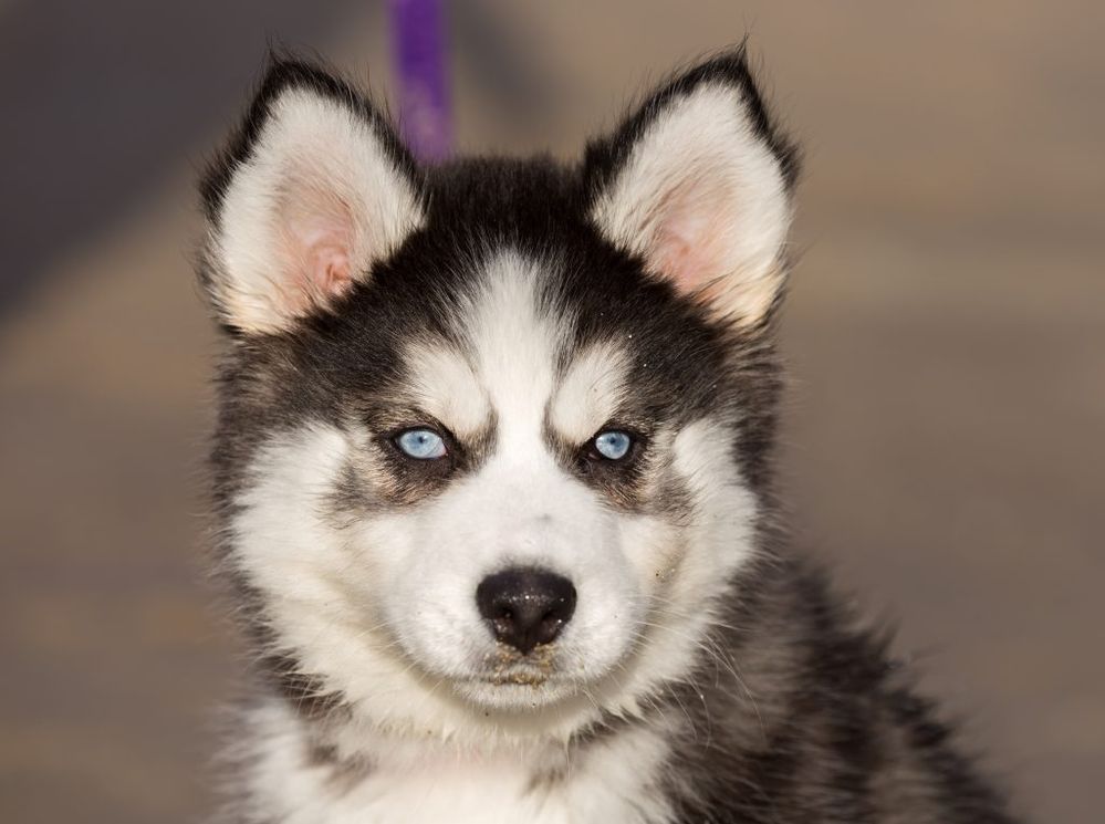 husky puppy.jpg