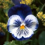 Blue Pansy.jpg