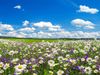 field of flowers.jpg