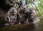 cute-baby-beavers-0111.jpg