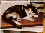 mycats1980.jpg