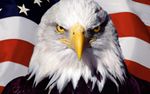 bald-eagle-and-american-flag-pictures-dowload.jpg