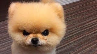 dog 2.jpg