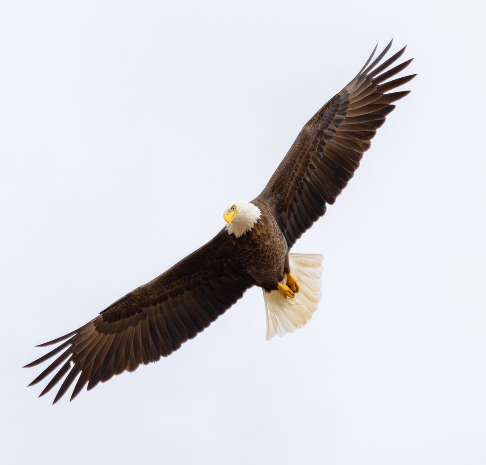 Bald Eagle Flying 6.JPEG
