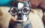 boston_terrier_glasses.jpg