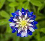 Profile (Bluebonnet)