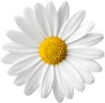 pngkey.com-daisy-png-7150.png