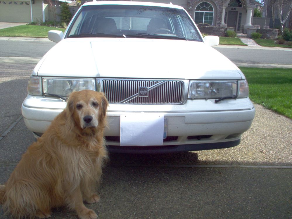 VolvoDog 002.jpg