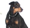 Levi Avatar Doberman (2).jpg