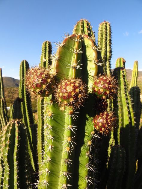 d609b8faf61eca4ff341d17e49e6ce4f--cactus-names-happy-hour.jpg