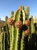 d609b8faf61eca4ff341d17e49e6ce4f--cactus-names-happy-hour.jpg